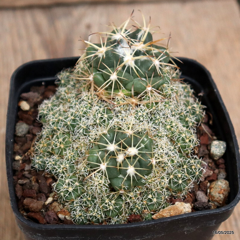 D4224 CORYPHANTHA ELEPHANTIDENS pot8-H6-W9 cm MaMa Cactus