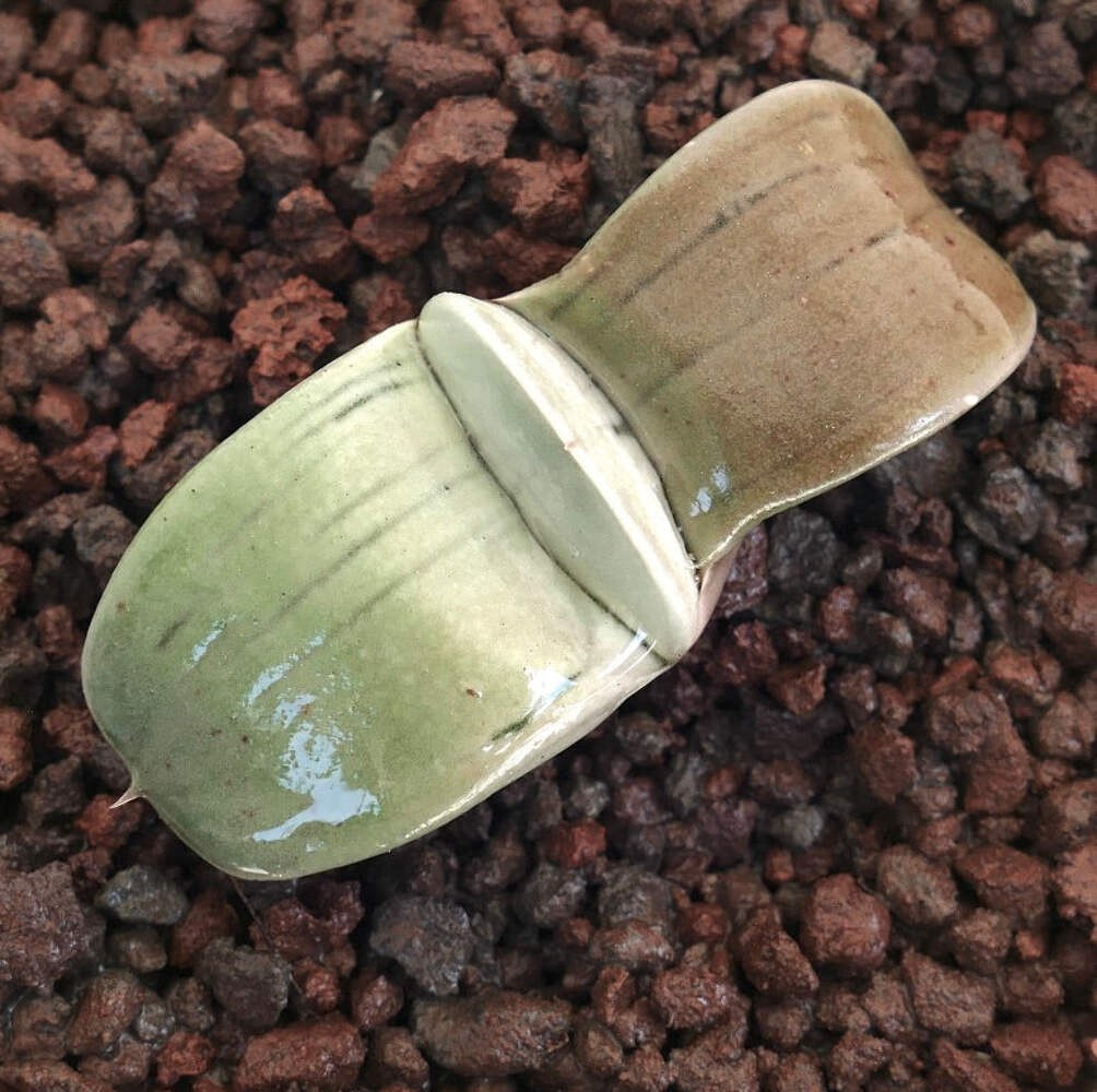 Gasteria armstrongii cv ‘Ginsya-Kodakara’, ex H. Nakatani, Tokyo – Armstrong’s g