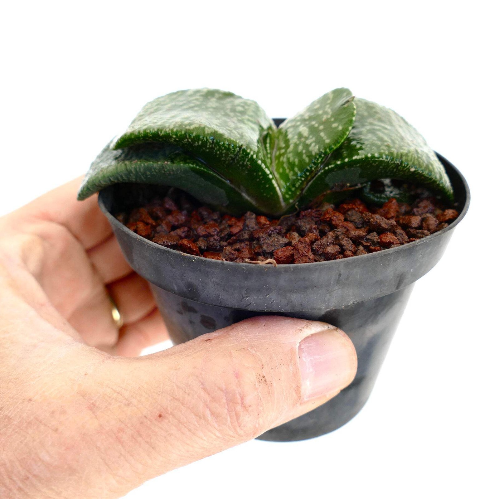 Gasteria armstrongii FAT & STRONG LEAVES (DE LONGHI) – Armstrong’s gasteria | Ar