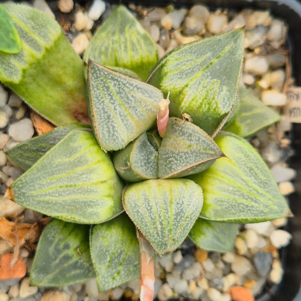 Haworthia comptoniana x pygmaea f. crystallina F2 mix 10seeds 2025 year