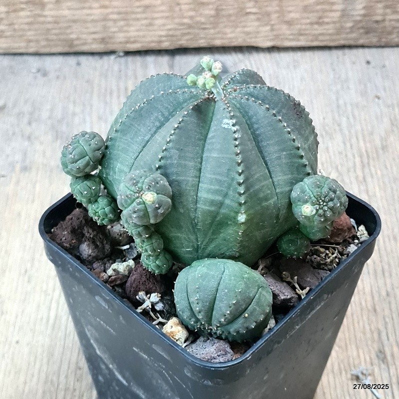 D6199 EUPHORBIA OBESA PROLIFERA pot8-H8-W9 cm MaMa Cactus