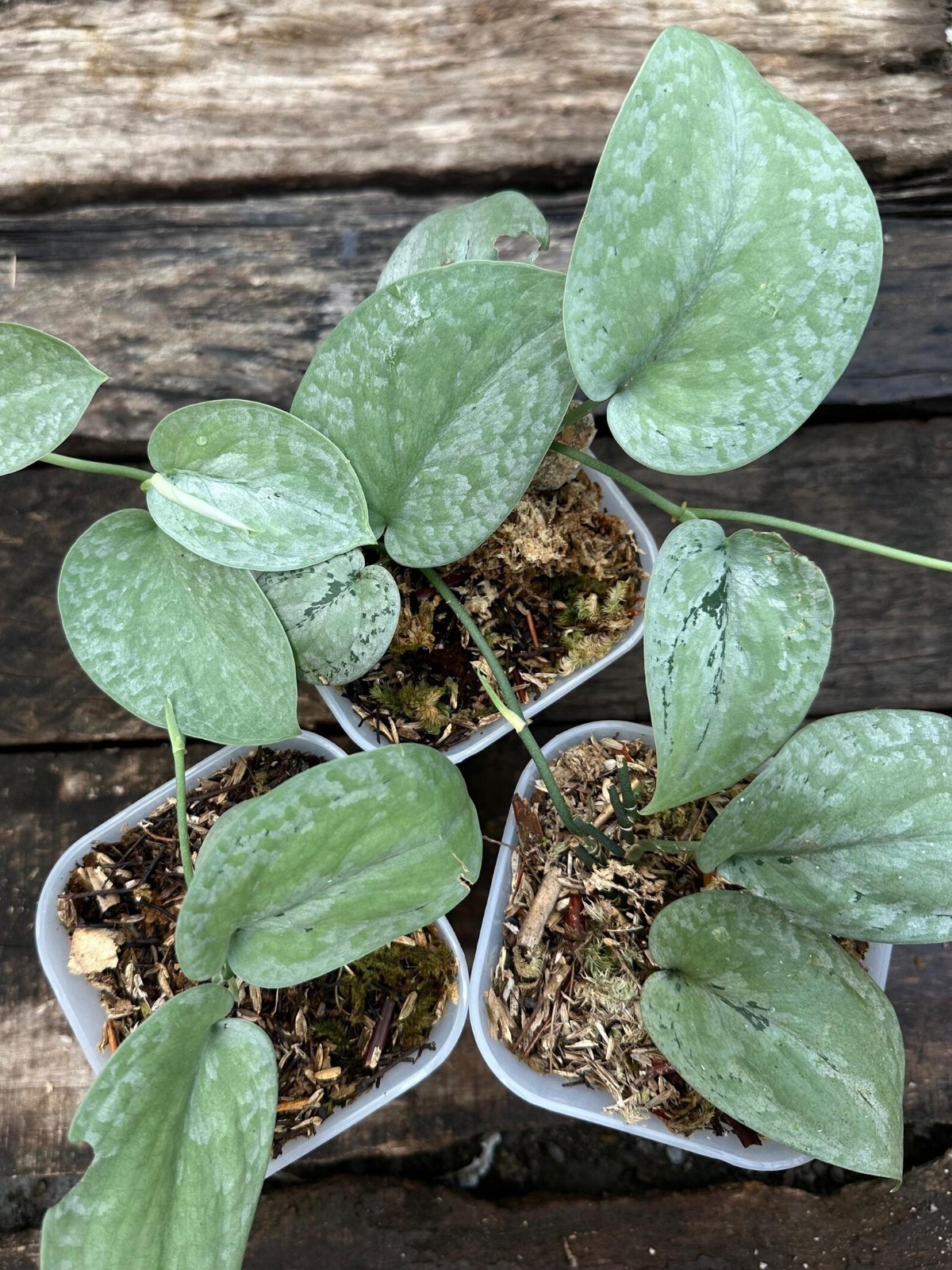 Real Picture Scindapsus Silver Platinum Rare Plant