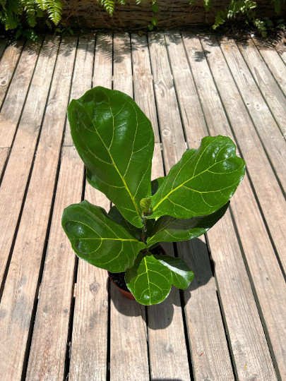 FICUS LYRATA Large Leaf Fig 6″ Pot| LIVE Indoor & Outdoor Tropical House Plant