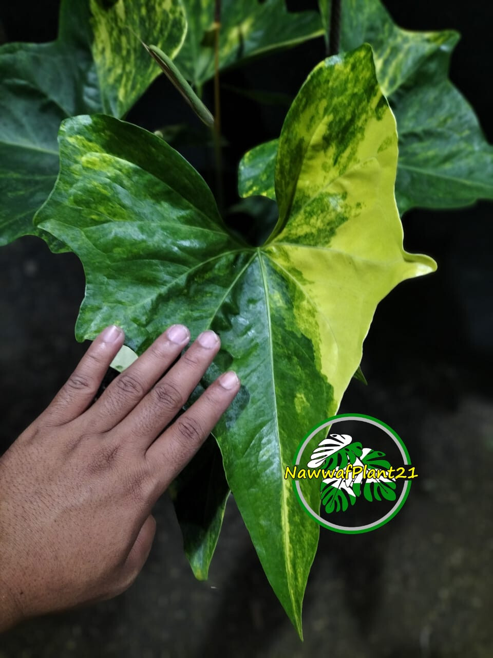 Real Photo Anthurium Pterodactyl Variegated Big Size