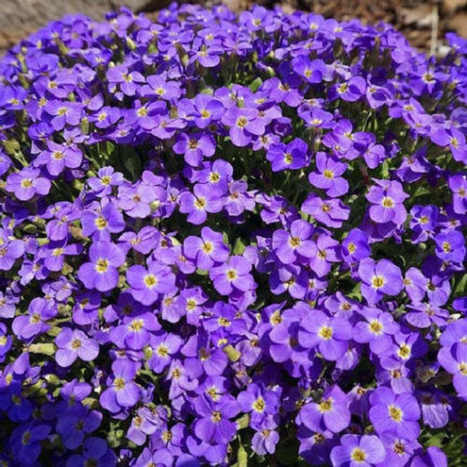 250 Pcs Cute Purple Rockcress Flower Seeds