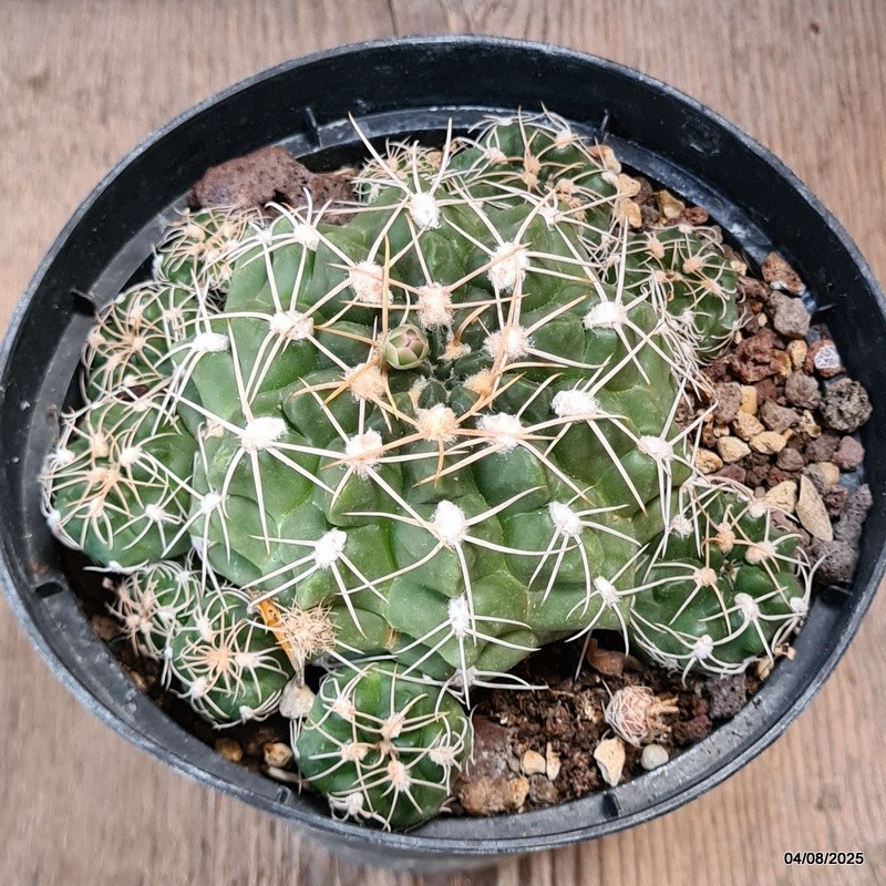 D5731 GYMNOCALYCIUM DENUDATUM pot14-H6-W13 cm MaMa Cactus