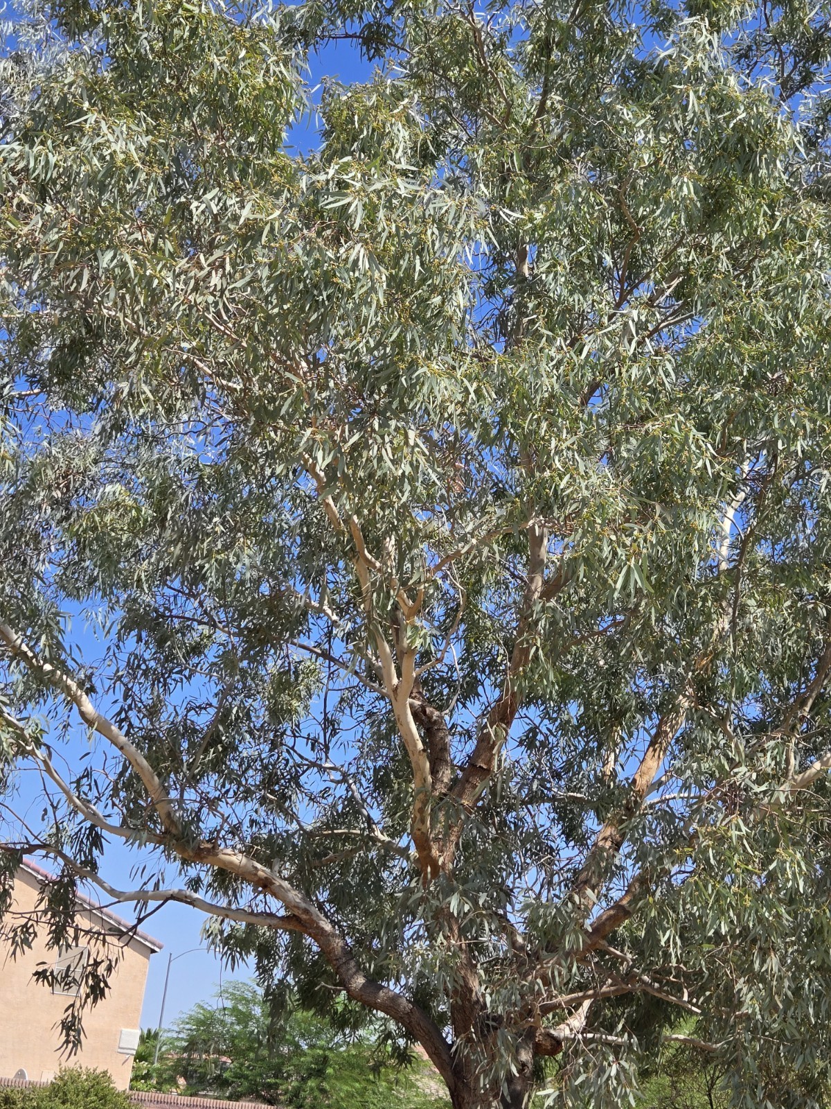 Eucalyptus Microcorys, 15 Seeds 2026
