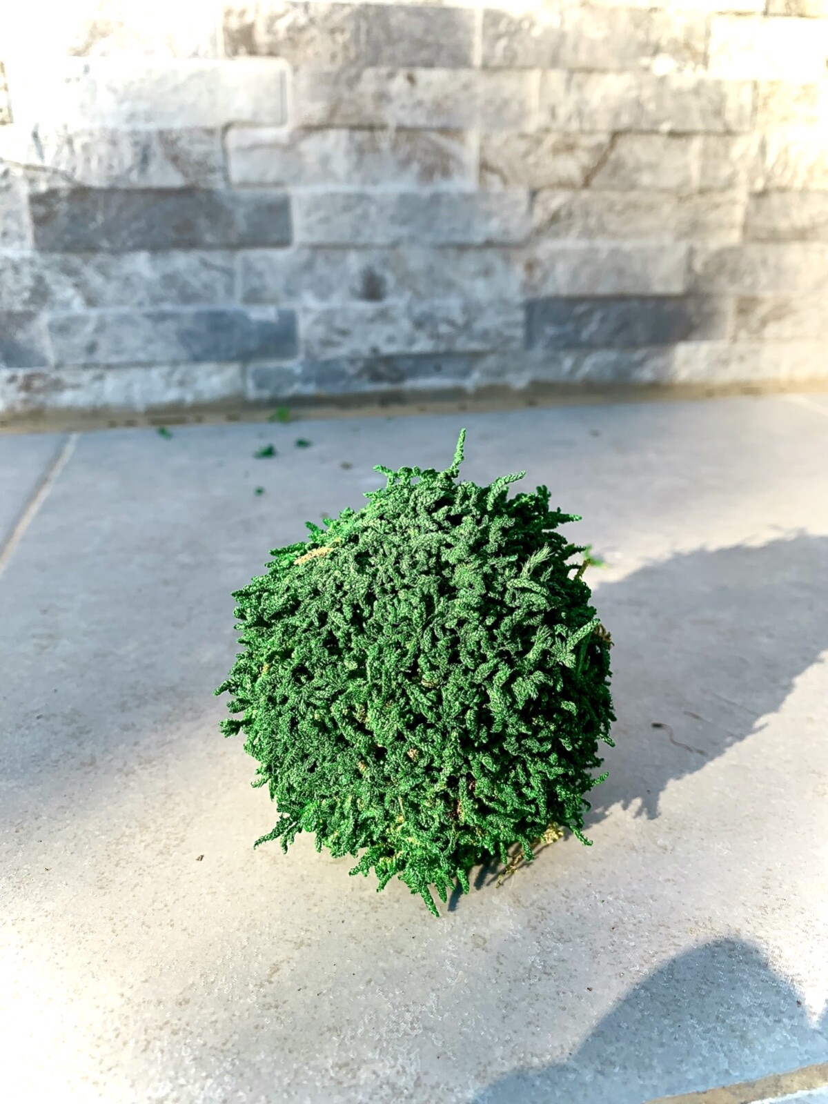 Handmade Green Ball Preserved Moss Nature Art 3 inches Decoration Ball