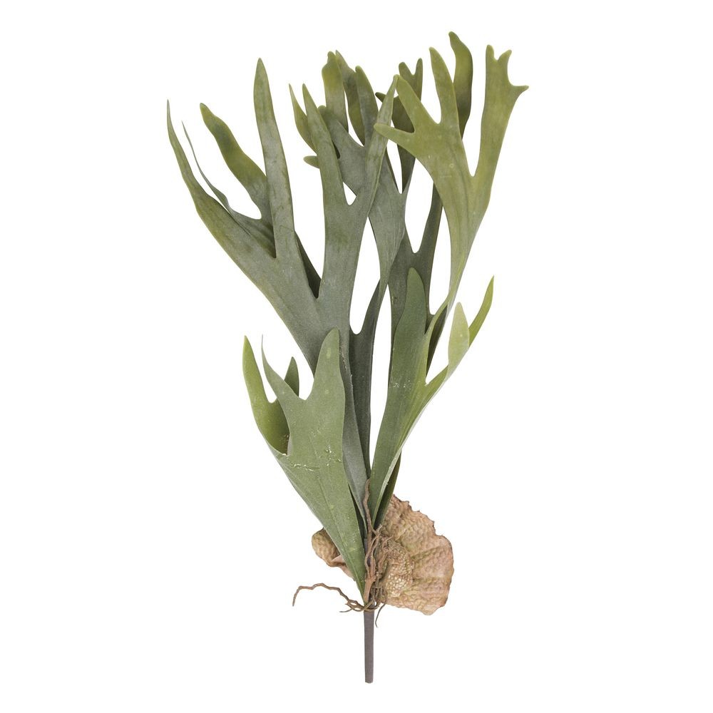 Staghorn Fern Floral Green Latex – 24″H