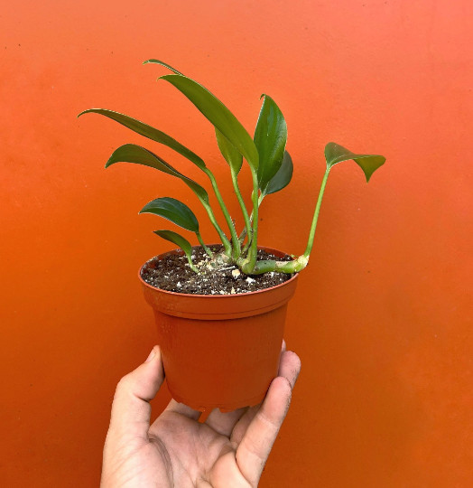 Dragon Tail Rhaphidophora in 4″ Pot | Indoor & Outdoor Live Tropical House Plant