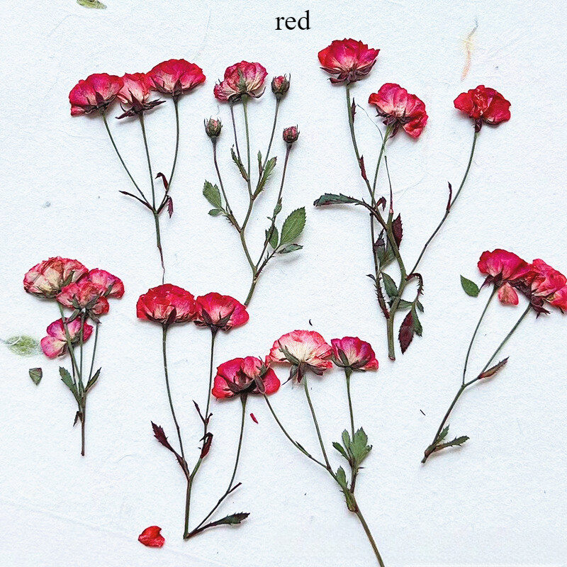 12pcs Dried Rose with Many Buds Natural Flower Specimen Plant Materials Handmade