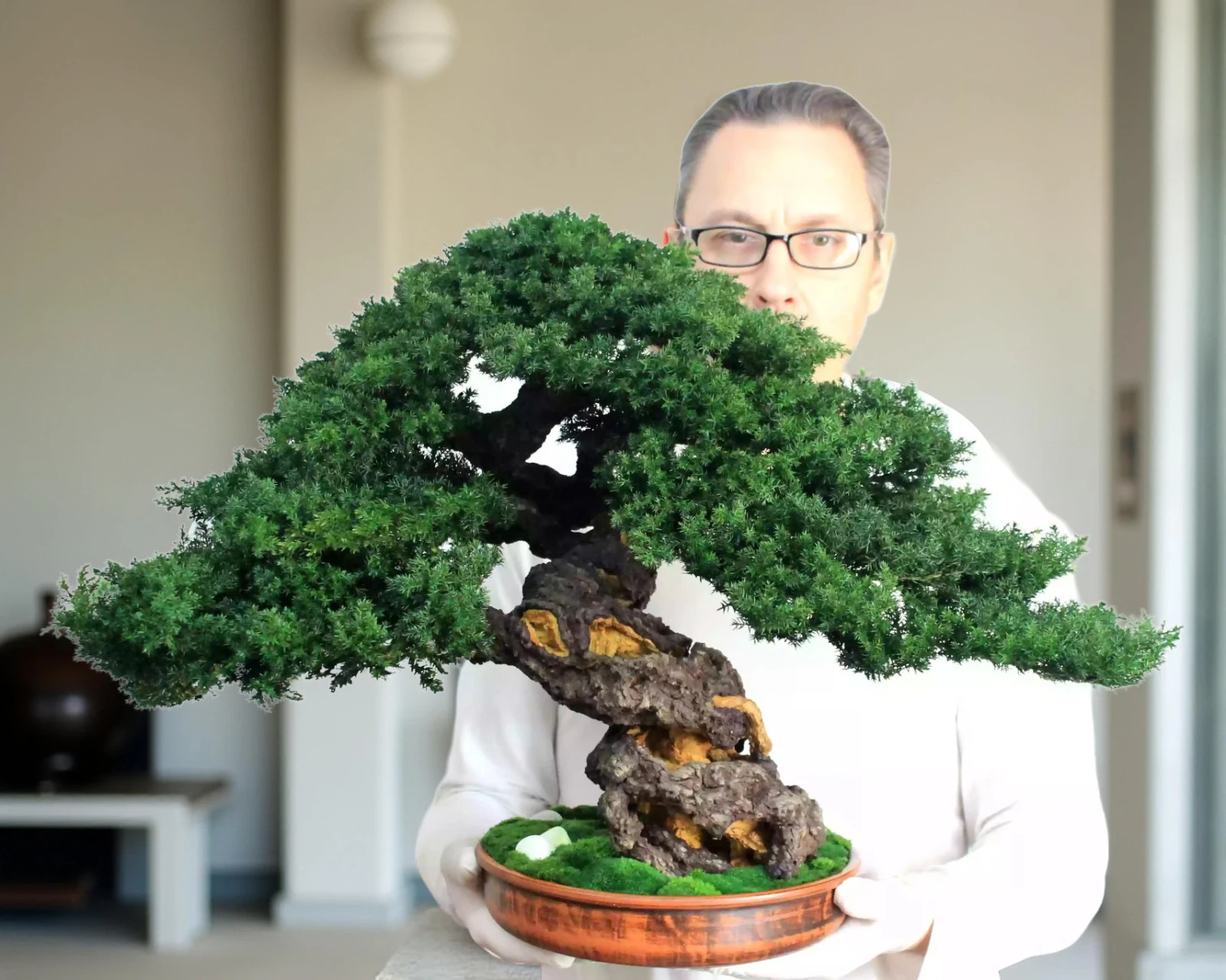 Luxury Preserved Bonsai Tree – Handmade Juniper Zen Sculpture. 49 cm / 19.29″