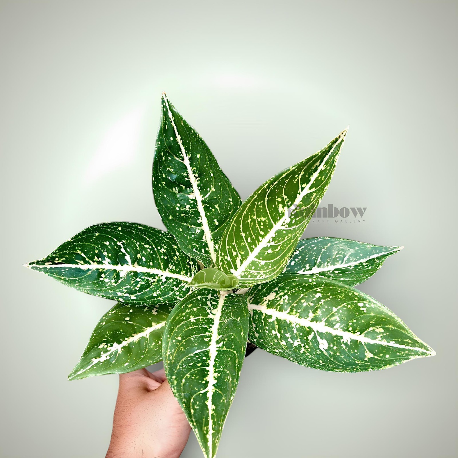 Aglaonema Mutiara Black Beatiful Ornamental Plant