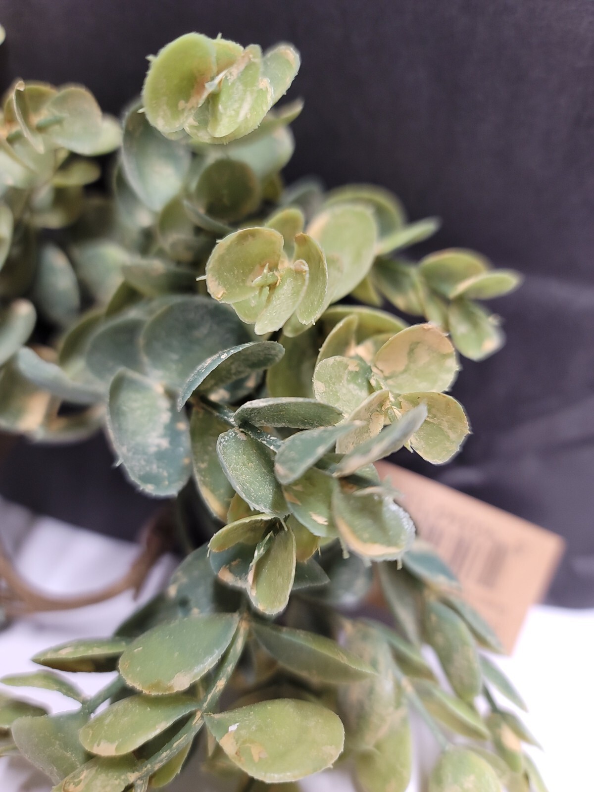 Succulent Leaf-Greenery Candle Ring-Artificial Plastic-1.5″ inner-Ring 7″ Wide