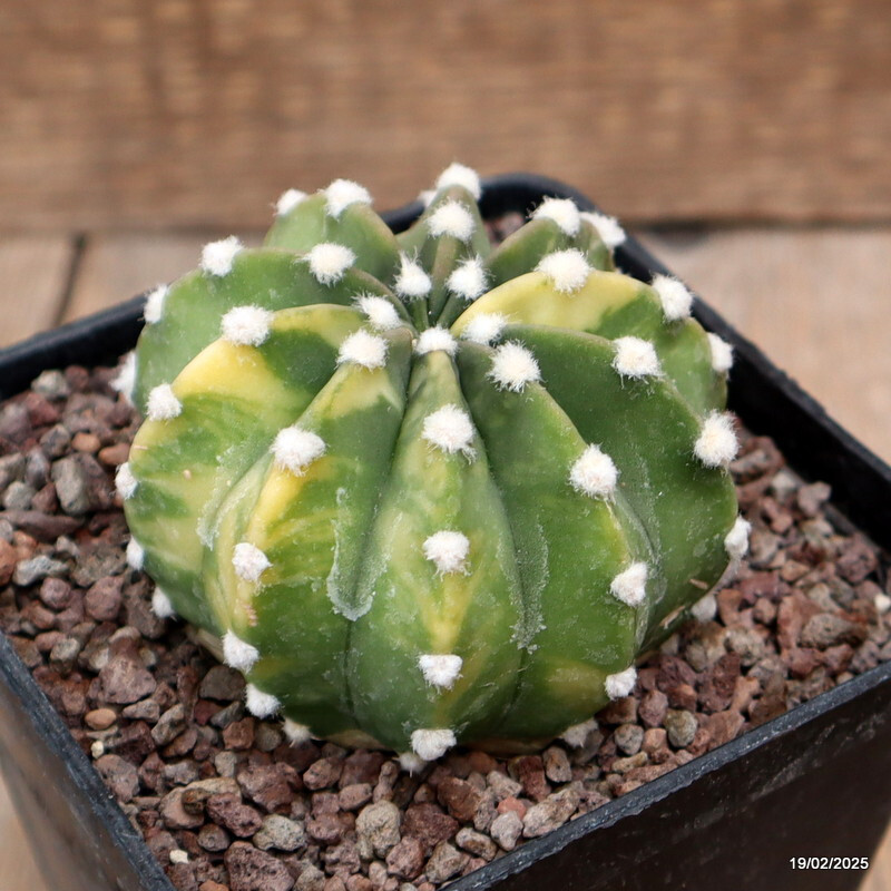 D546 ECHINOPSIS SUBDENUDATA VARIEGATED pot10-H6-W8 cm MaMa Cactus