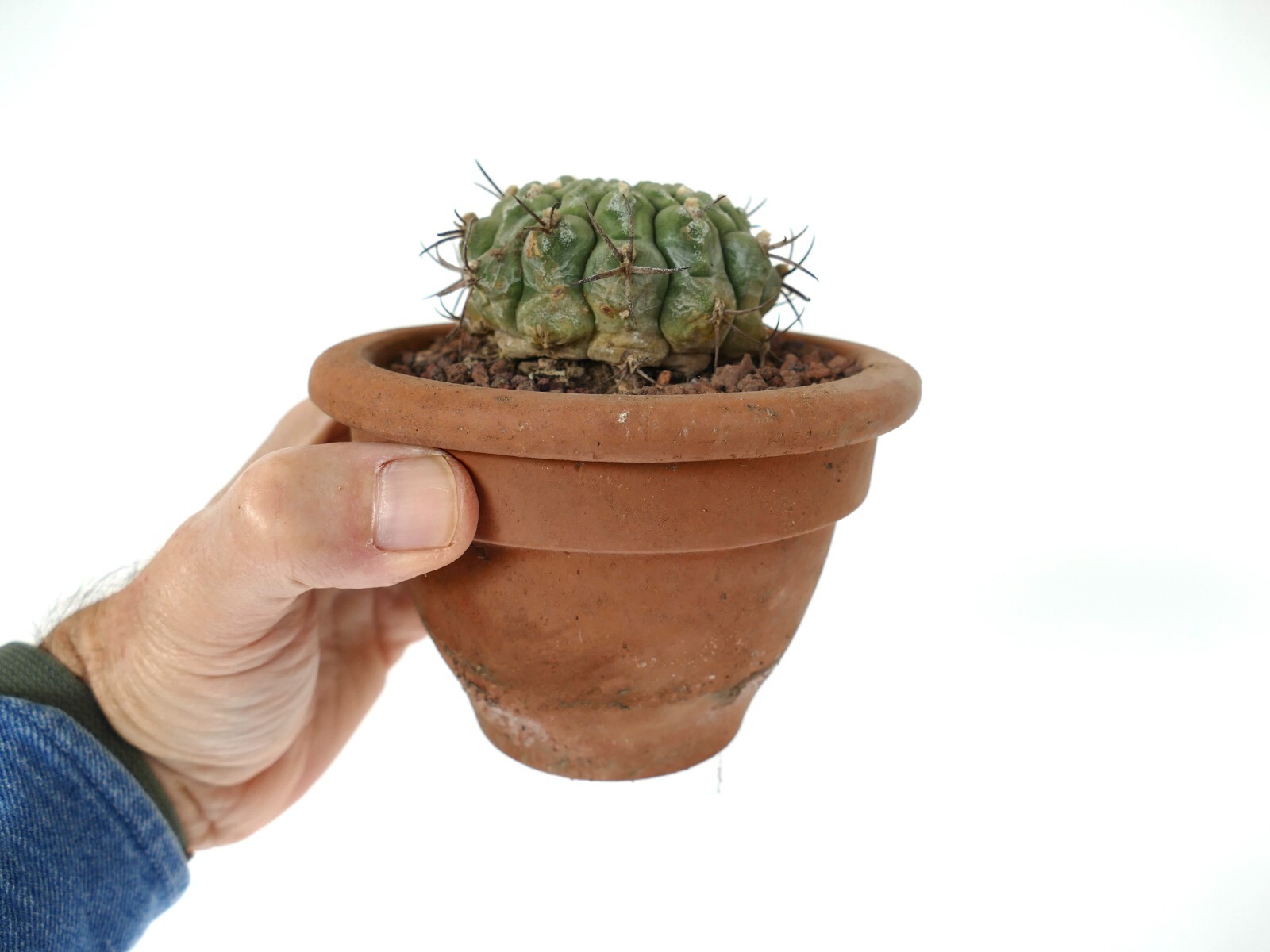Gymnocalycium saglionis from NUDUM (BOTANICAL ARCHIVE) ex private AA1
