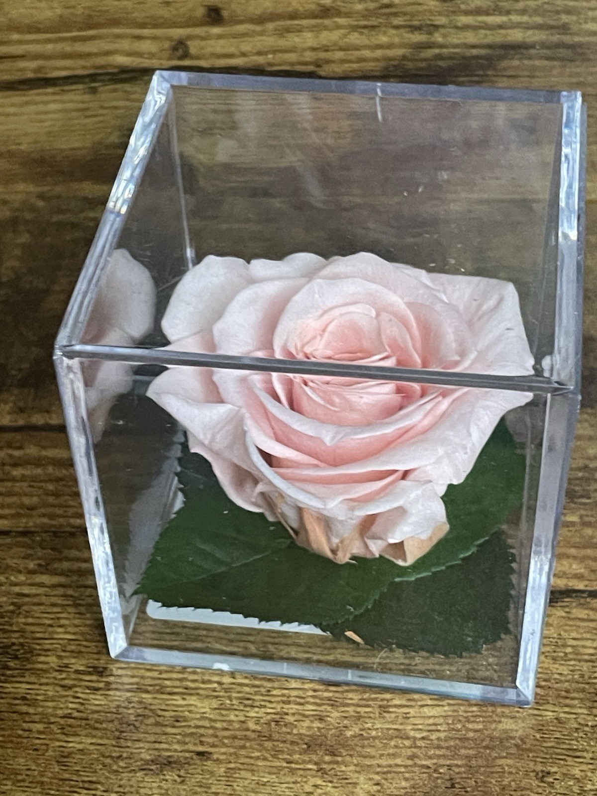 Verdissimo Preserved Rose Head in a Clear Acrylic Cube Light Pink Standard Size