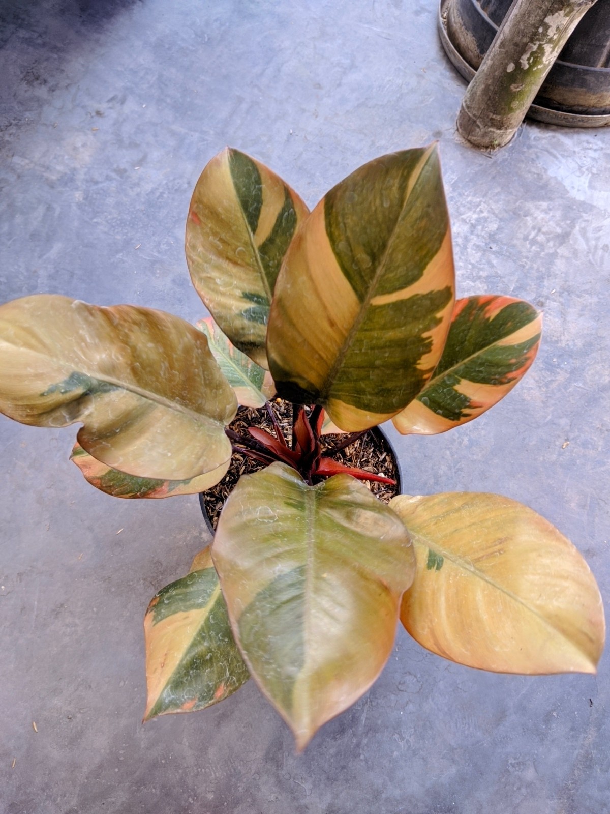 Philodendron Black Cardinal Variegated Large Size Real Picture