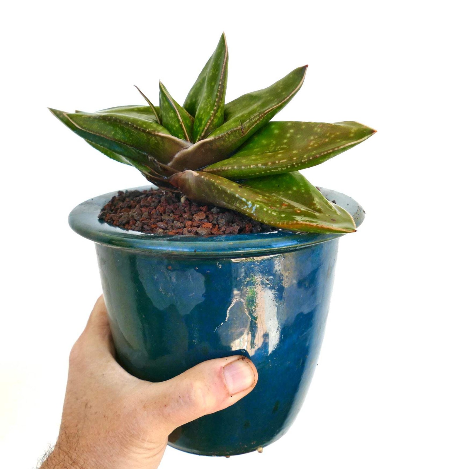 Gasteria armstrongii cv. ‘Cape Canaveral’ – Armstrong’s gasteria | Armstrong gas