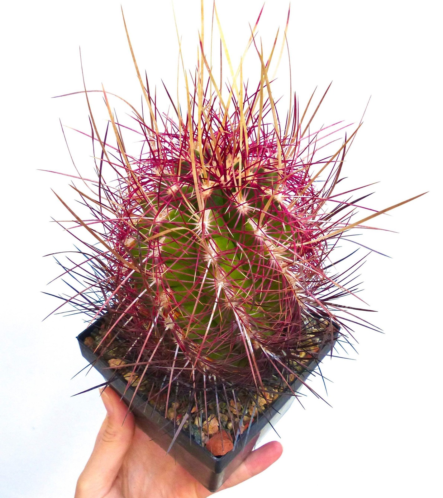 Thelocactus bicolor var. pottsii 10 SEEDS – Rare Cactus SEEDS