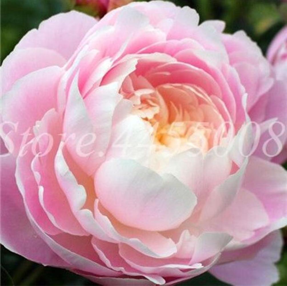(10) PEONIES SEEDS rare exotic flower bloom home garden USA SELLER W/TRACKING