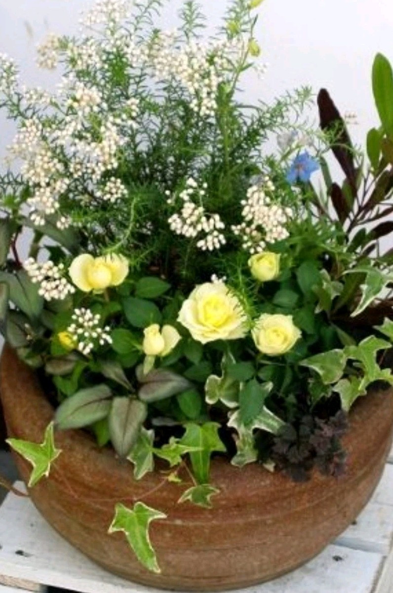 Combo Pot Design Plans