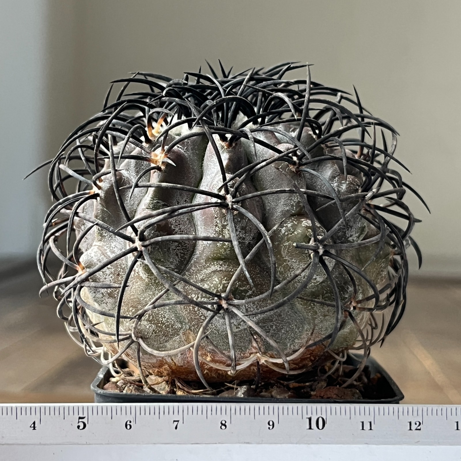 A41-1544 Copiapoa griseoviolacea, JN872, Cerro Blanco, At, grafted