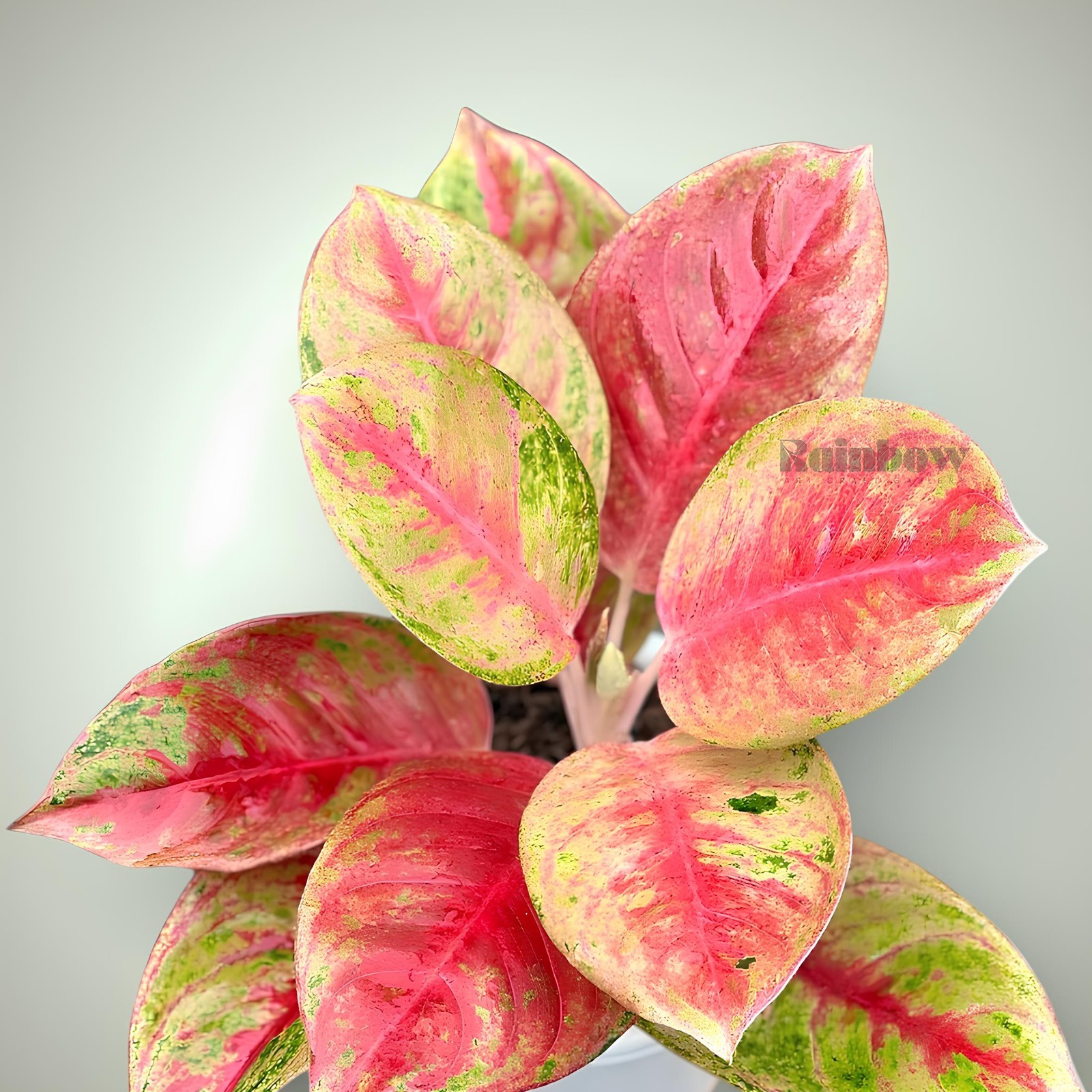 Aglaonema Red Exotic Beatiful Ornamental Plant