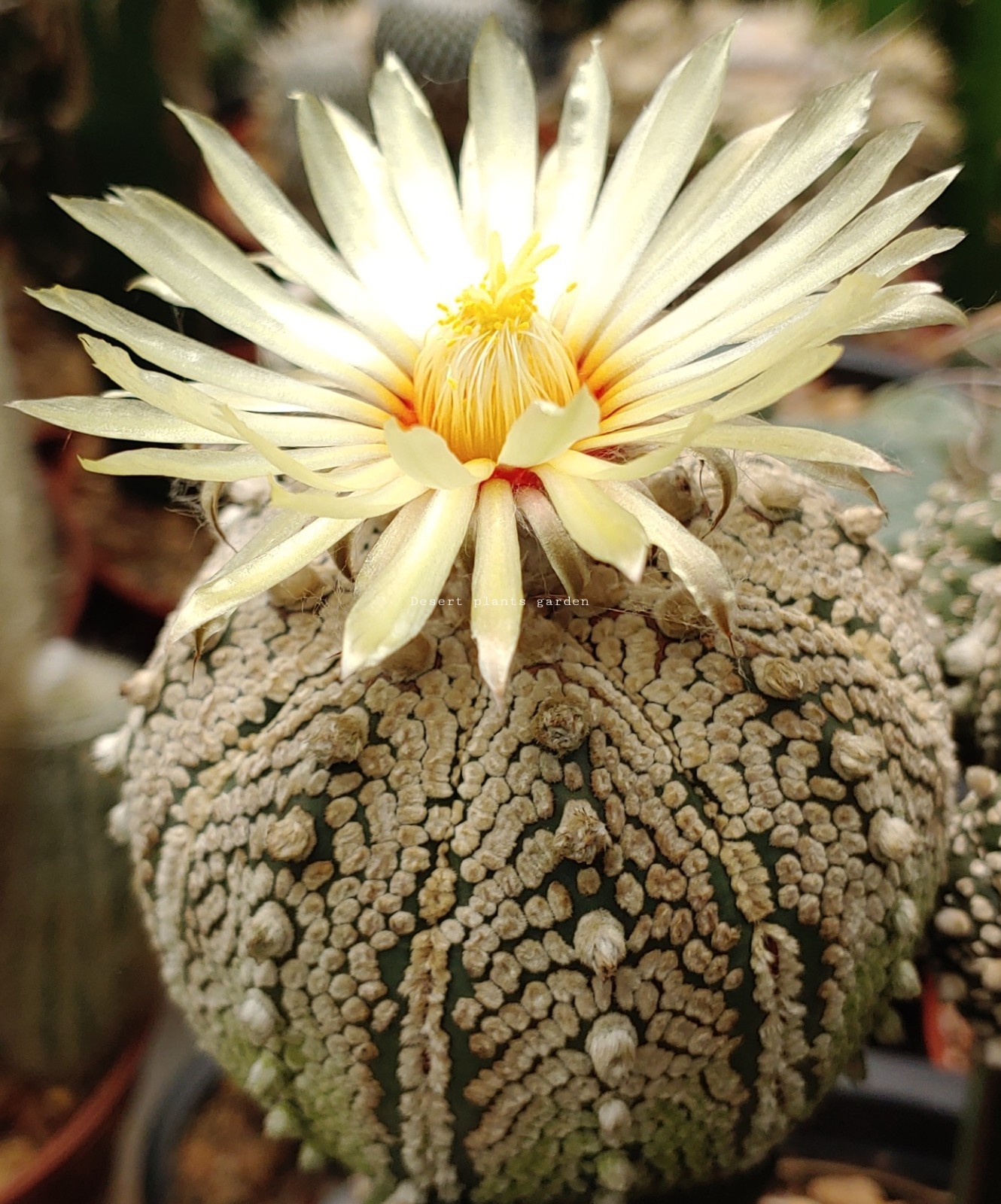 Astrophytum asterias super kabuto 25Seeds