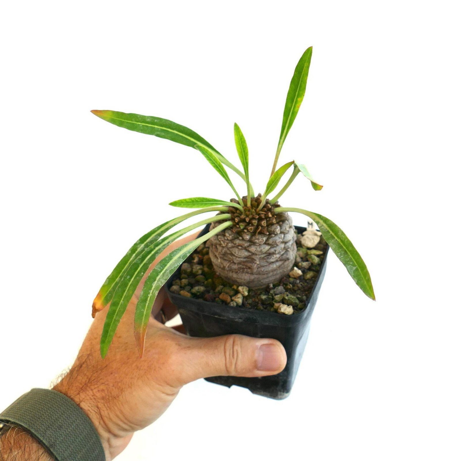 Euphorbia bupleurifolia BIG MALE specimen – Pine cone plant | Sceptre plant