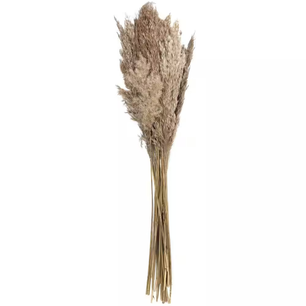 35 In. Pampas Natural Foliage with Long Stems (1 Bundle)