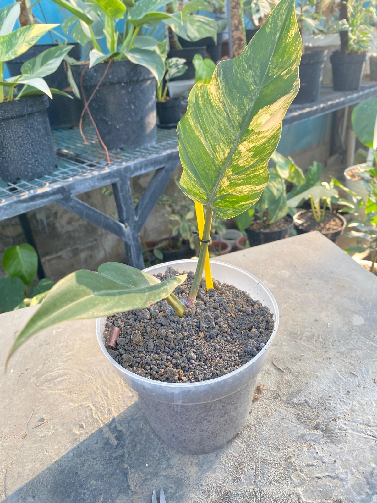 Real Pict Philodendron Caramel Marble Variegated Rare Plant