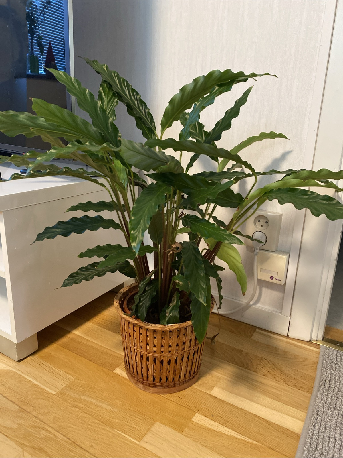 plant