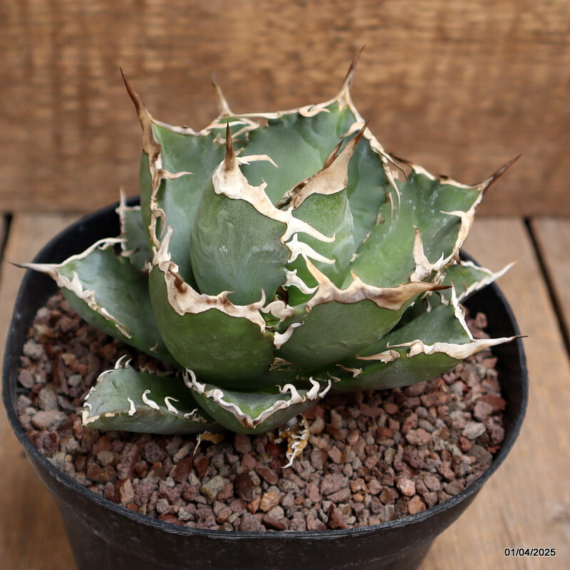 D120 AGAVE TITANOTA pot14-H9-W13 cm MaMa Cactus
