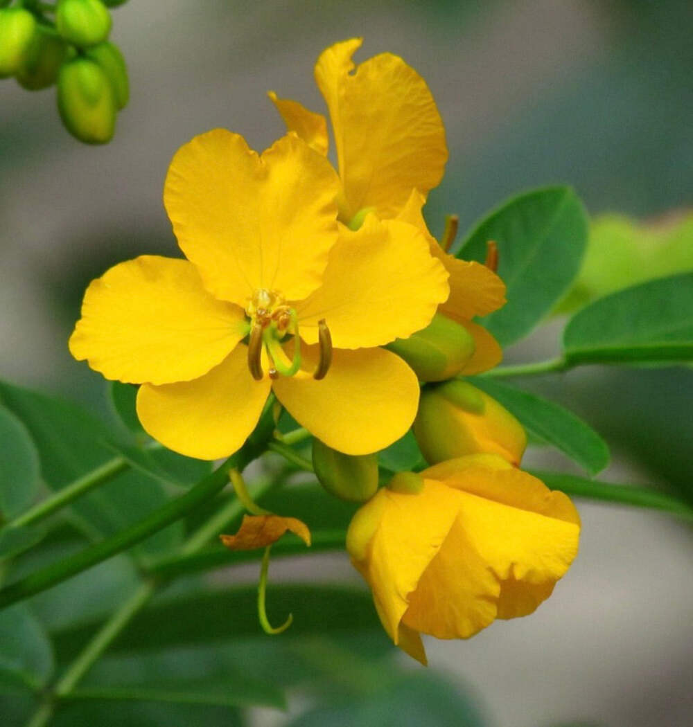 Cassia corymbosa 5-15cm | Butterfly bush | Argentine senna – Butterfly bush | Ar