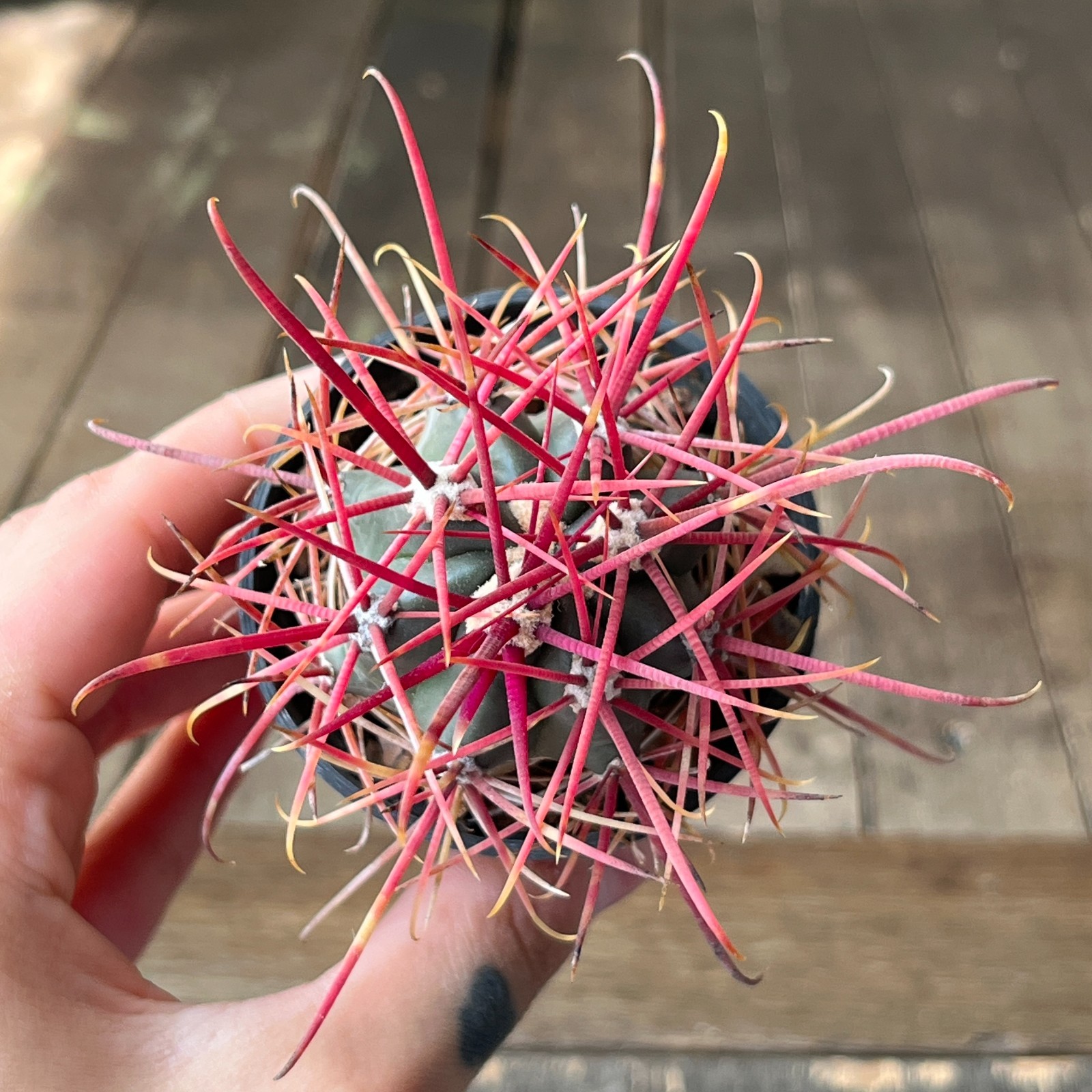 A40-2004 Ferocactus gracilis, BKLM1000, Baja Cal. Mex, own root