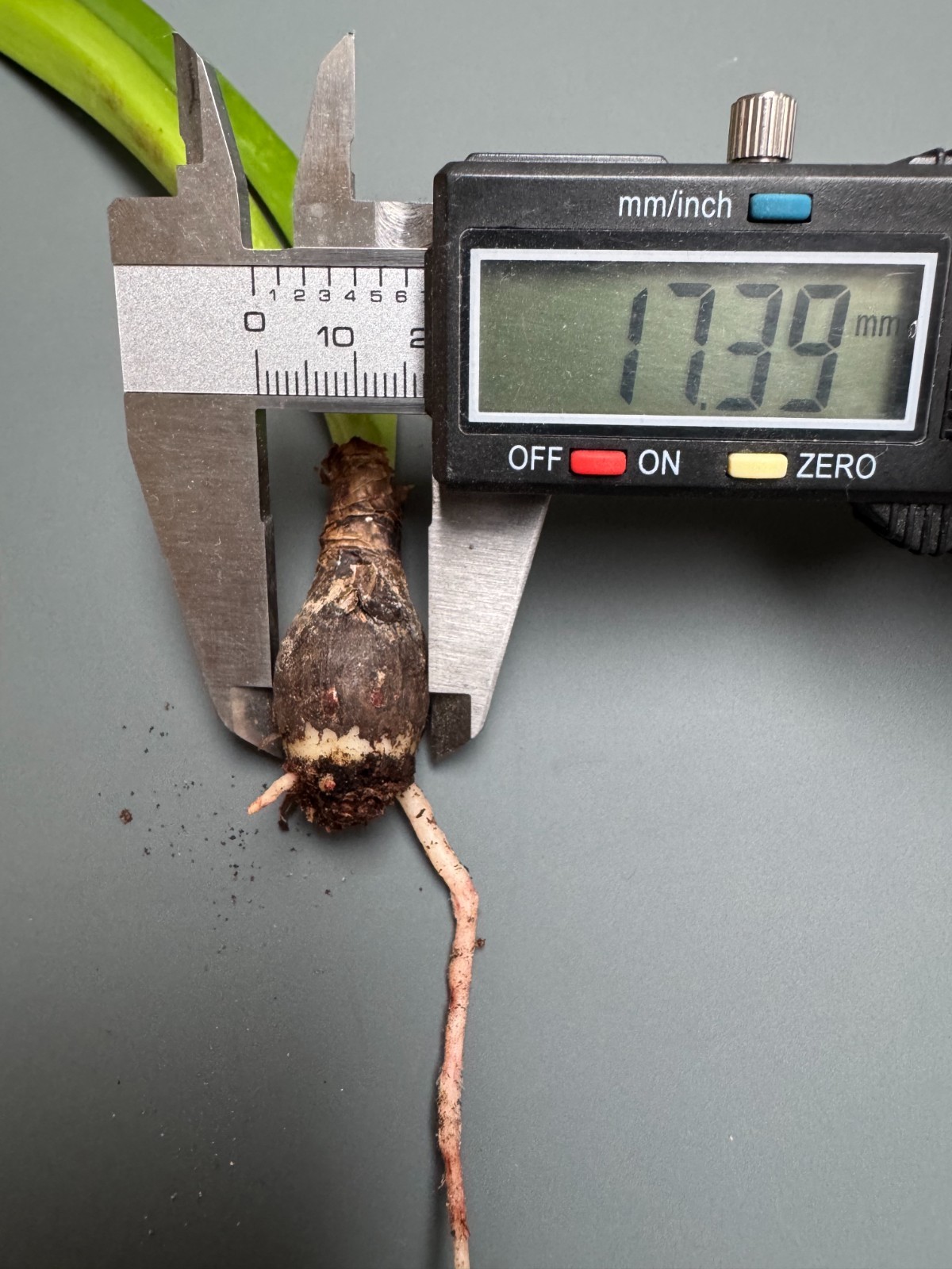 Hippeastrum doraniae – VERY rare bulb 1.7 cm
