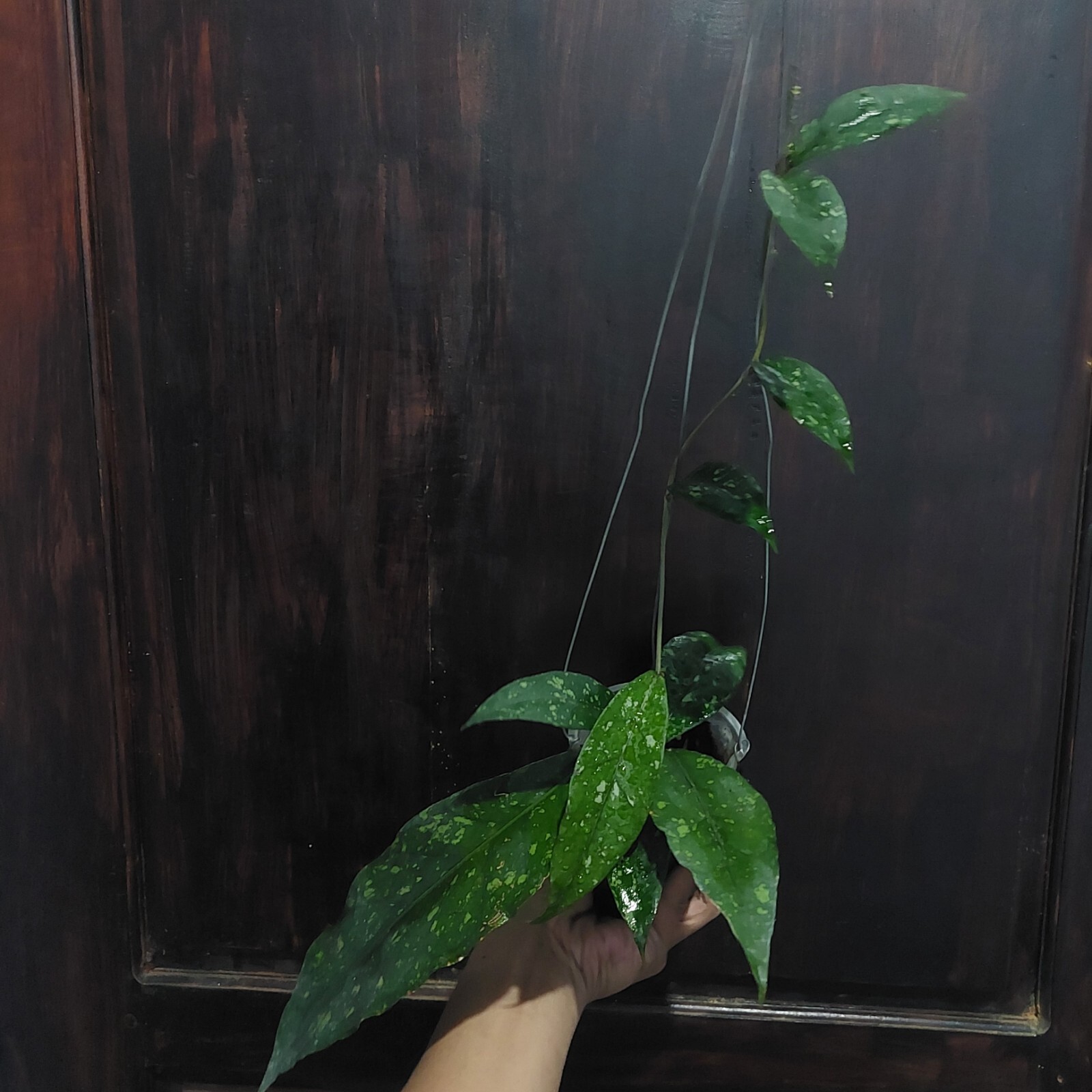 Hoya Sp Aceh Splash Real Pickture. Free phytosanitary Ship By DHL Express.