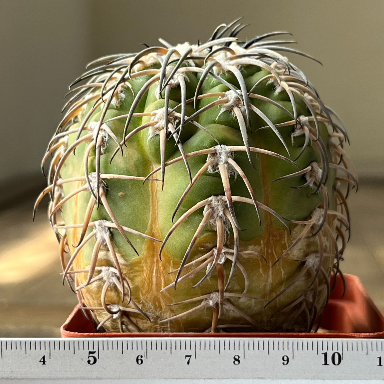 A40-2024 Gymnocalycium spegazzinii ssp. mayor, KP247, Camina San Carlos, grafted