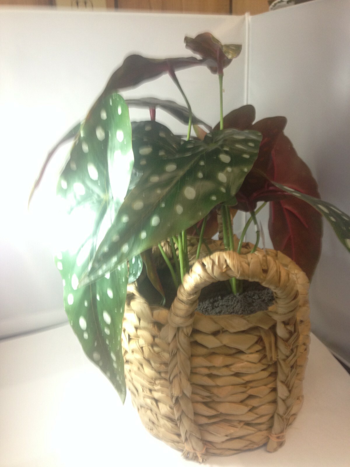 17″ X 15.5″ Artificial Dotted Begonia Plant in Basket Green/Natural – Opalhouse