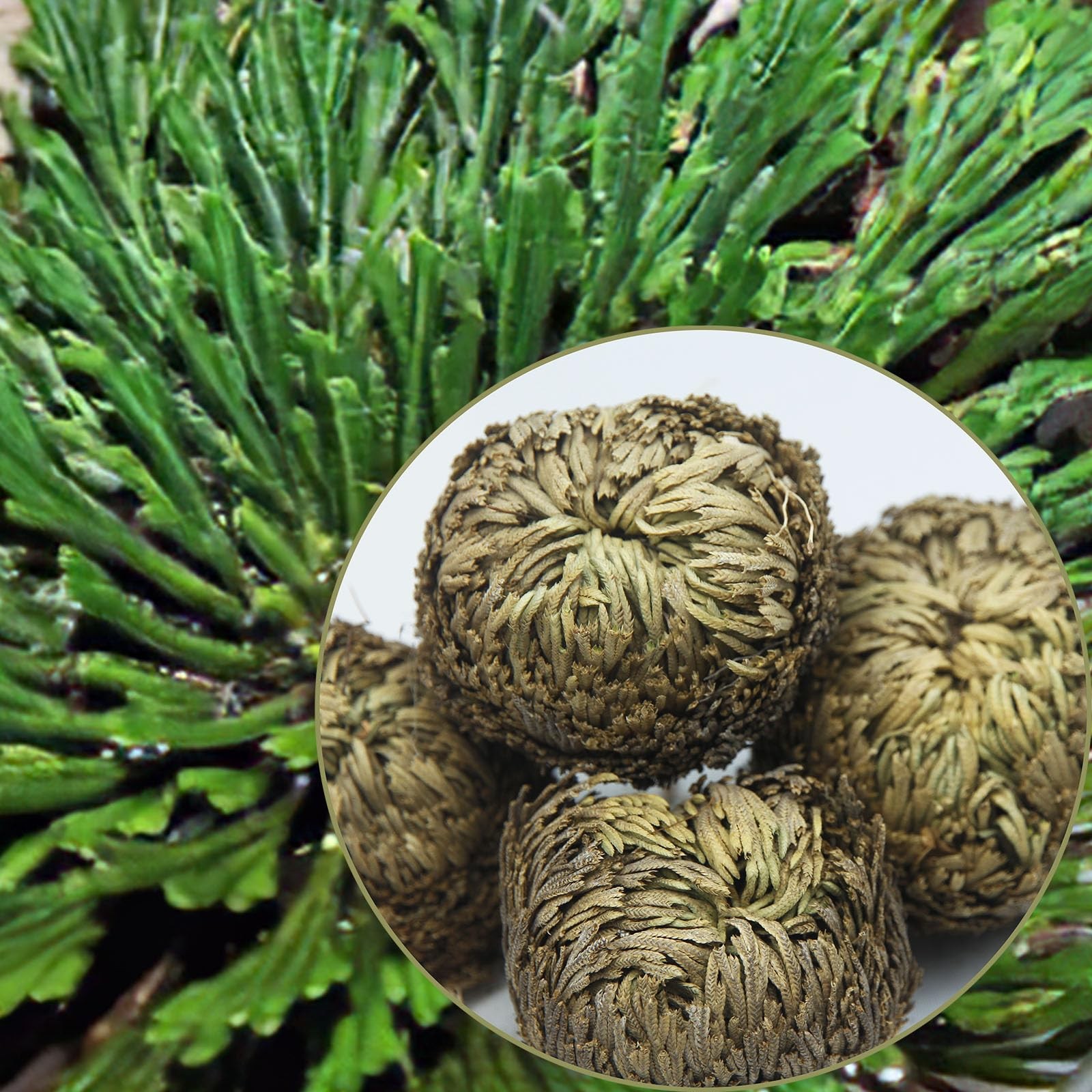 4 Pack Rose of Jericho Resurrection Plants Rosa de Jerico Original Dried Flow…