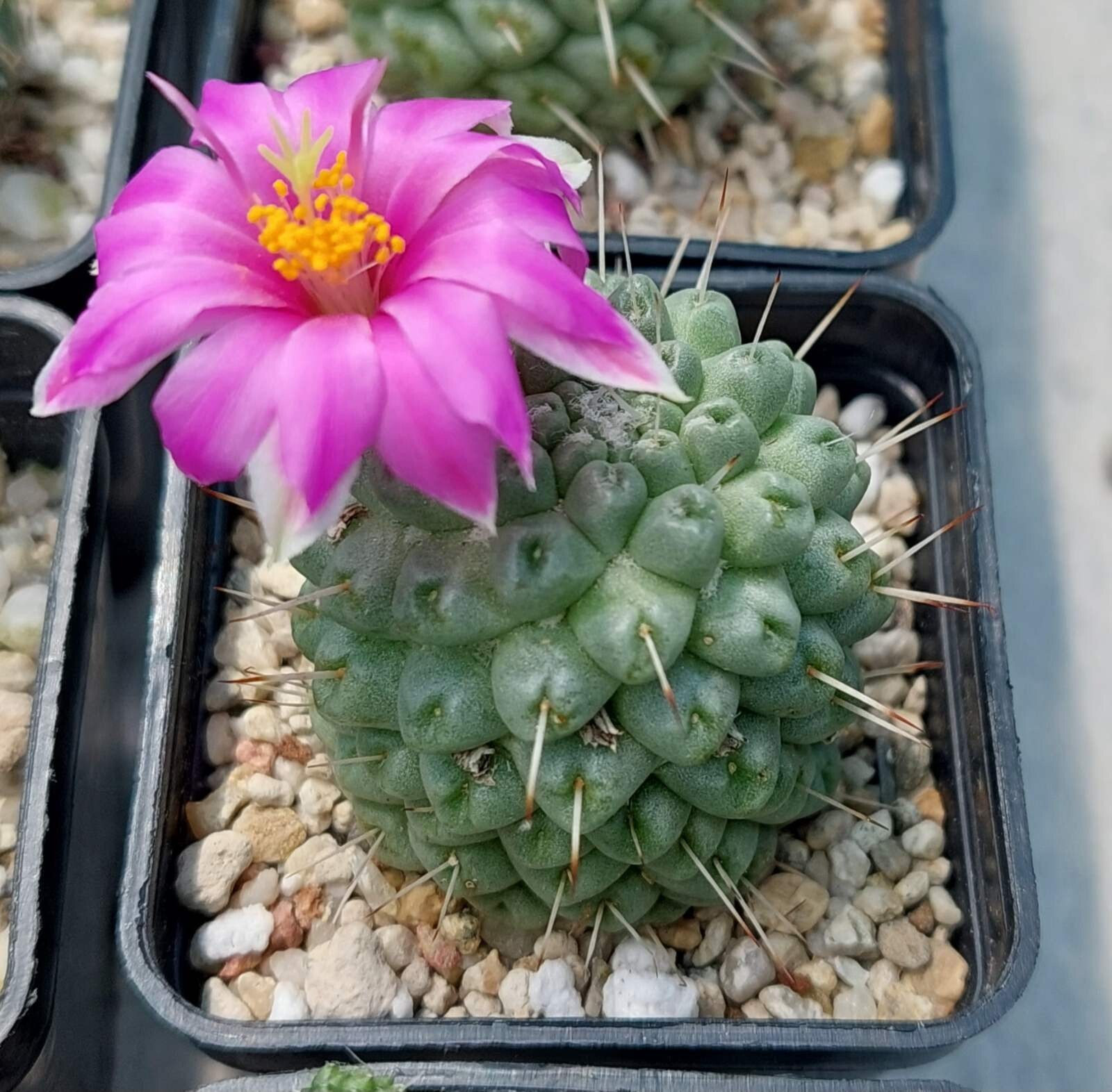 Mammillaria schumannii f. monstrosa 20seeds harvest 2025