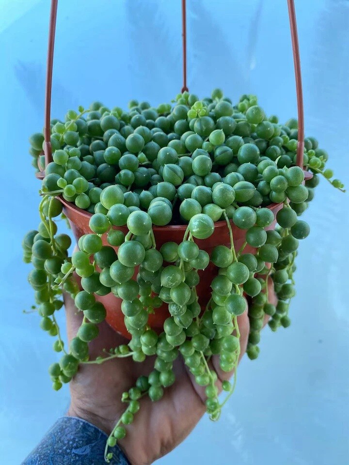 Live Succulent String of Pearls Live Plant Fully Rooted in 4″ Pot with Soil