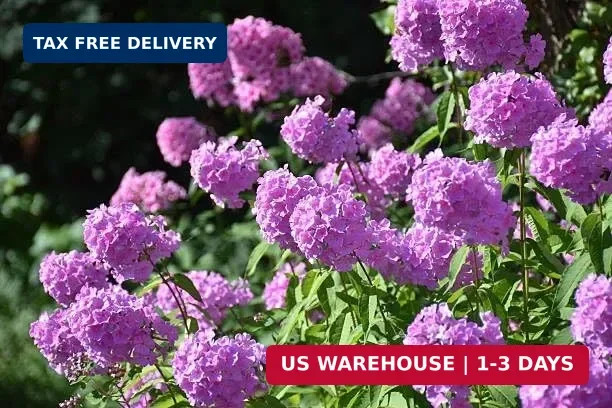 Mix Phlox Seeds, 1100+ Creeping Phlox Flower Non GMO Heirloom Seeds, Mixed Peren