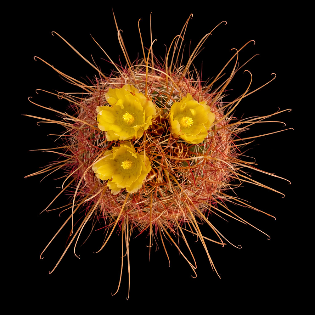 Ferocactus hamatacanthus (North of Piedra Blanca) 5-7cm | Texas barrel cactus |