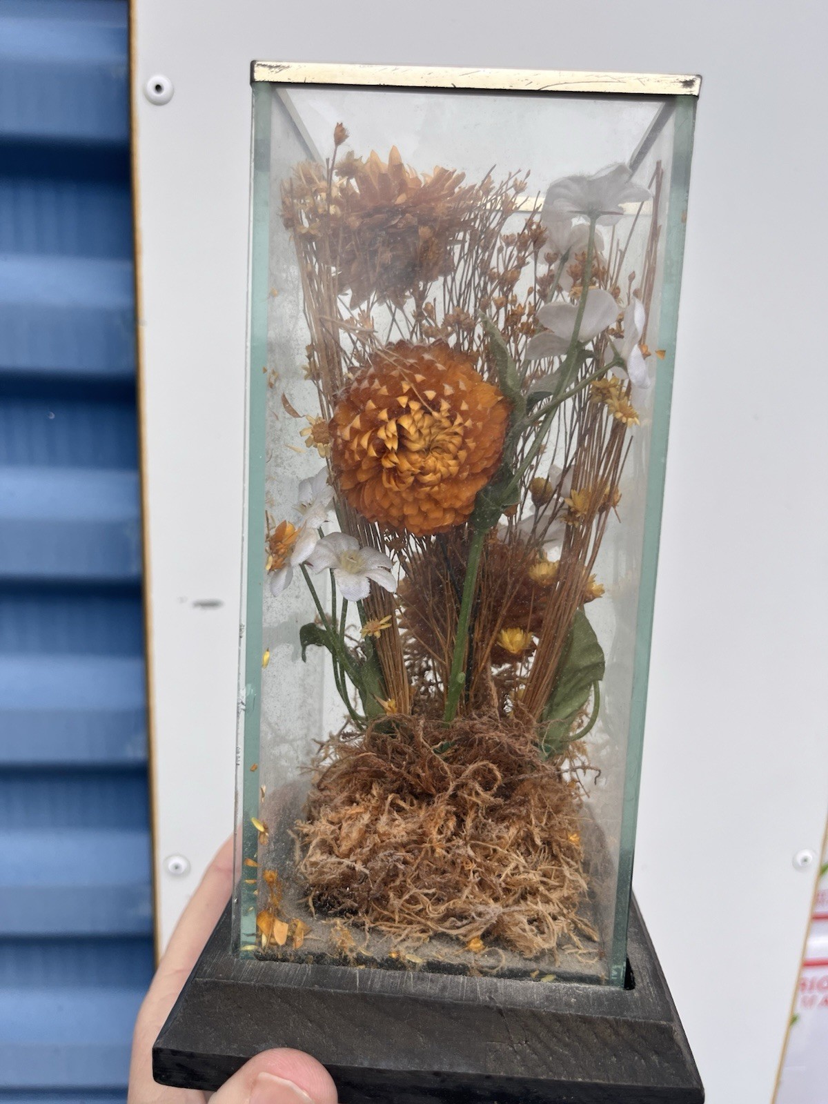 Vintage Dried Floral Terrarium Wood Display Case Boho Whimsy Leonard Creations