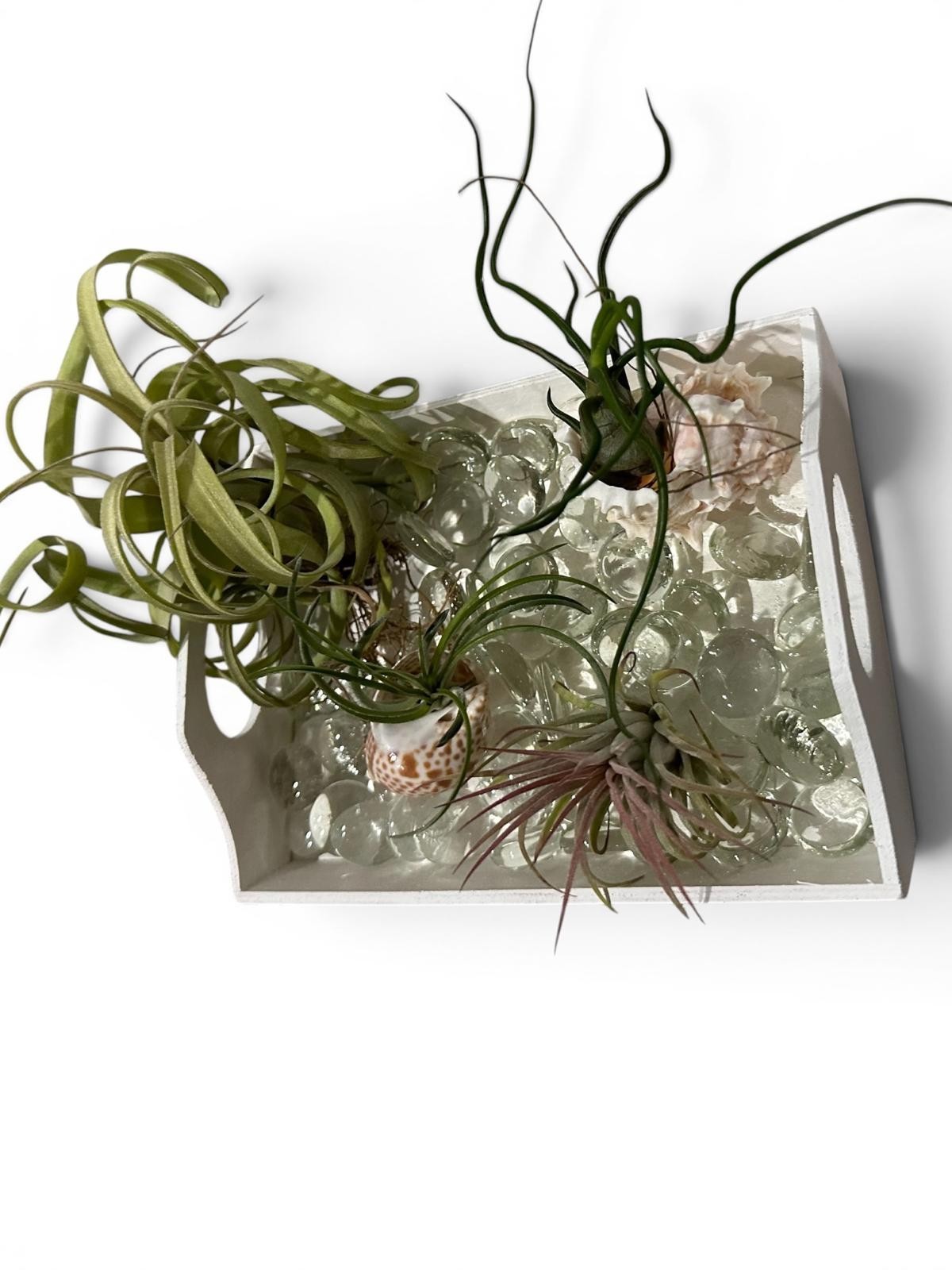 Air Plant Display Kit 4 Tillandsia Tray Glass Gems Shells Coastal Live Decor