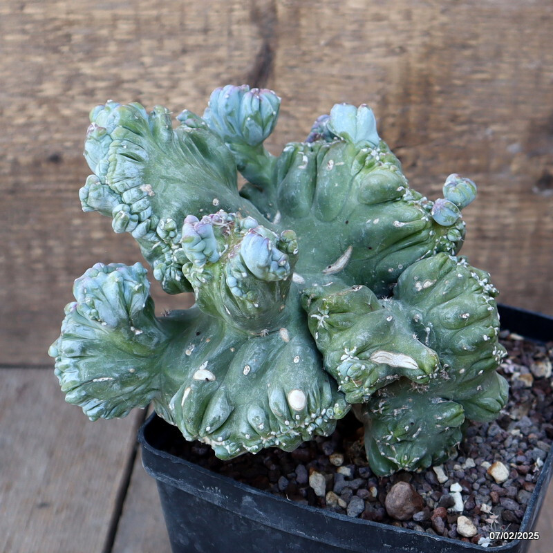 D448 MYRTILLOCACTUS GEOMETRIZANS CRESTED pot14-H17-W19 cm MaMa Cactus