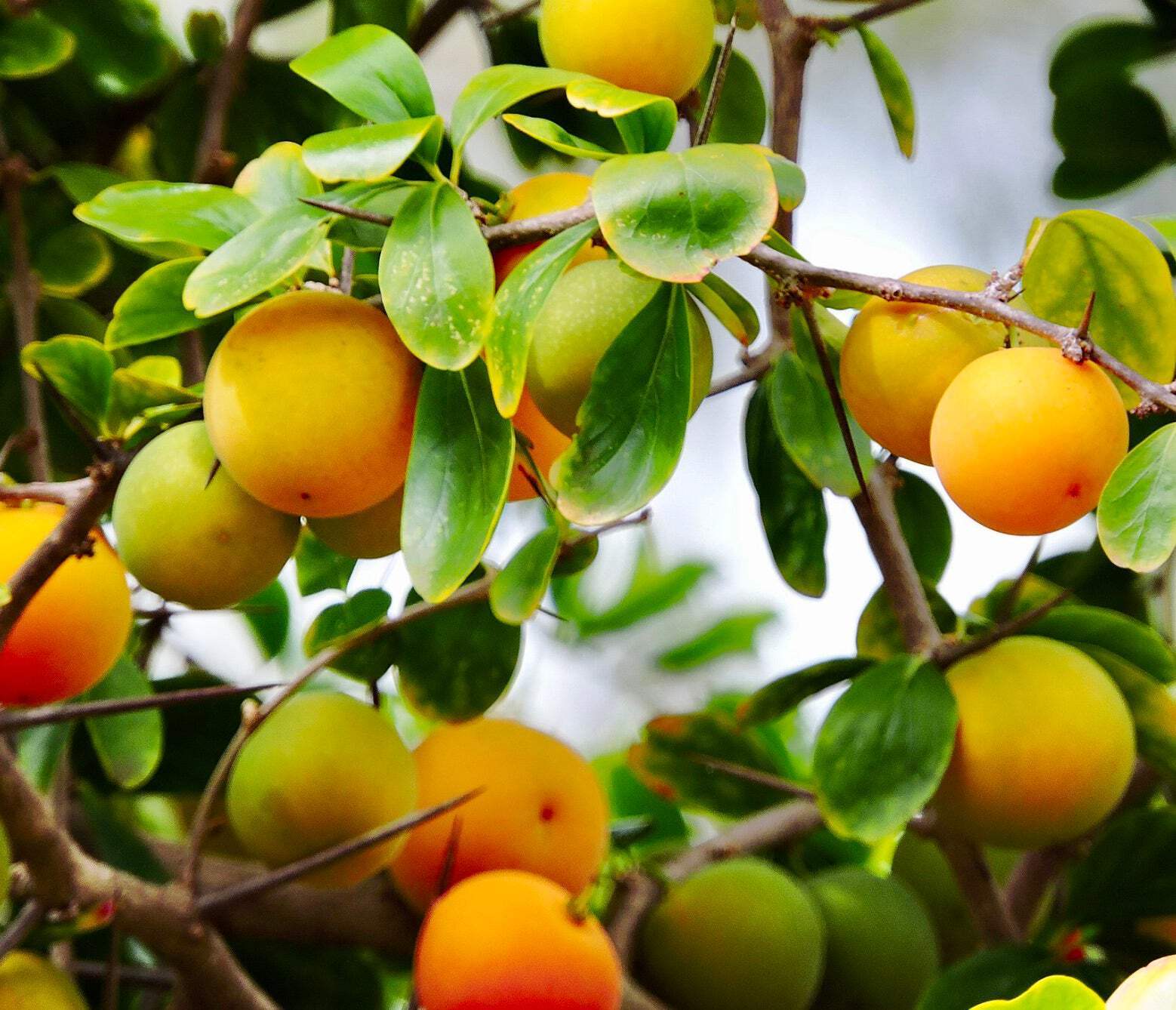 Dovyalis caffra – Kei apple | Umkokola