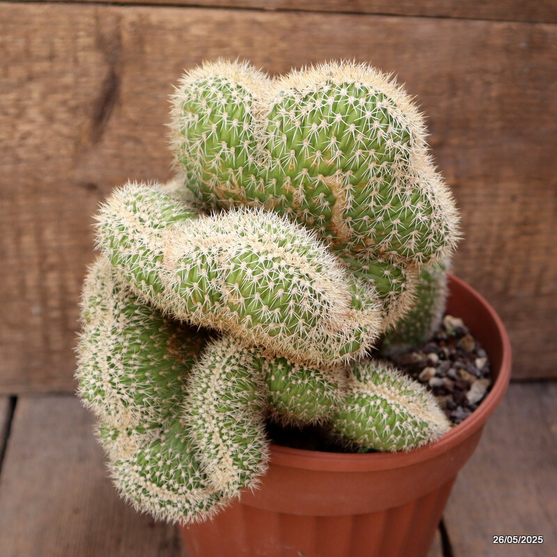 D4385 VATRICANIA GUENTHERI CRESTED pot17-H21-W19 cm MaMa Cactus